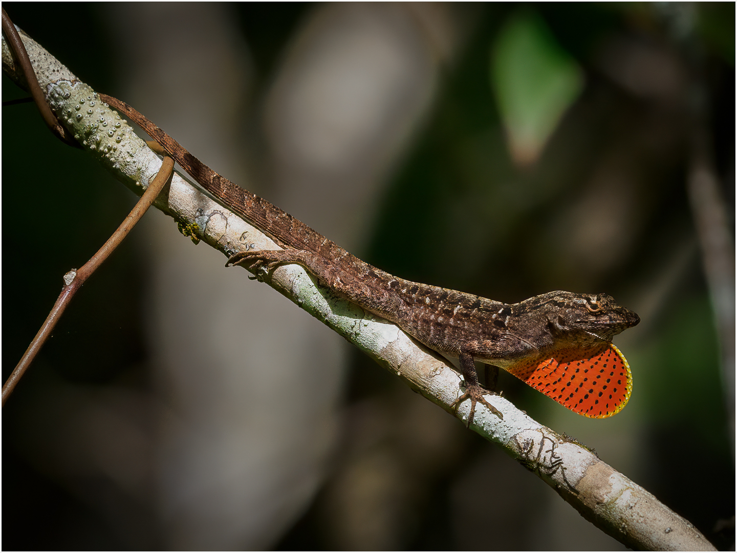 2nd PrizeNature In Class 2 By Jim Cotter For Agitated Anole OCT-2022.jpg